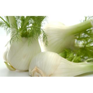 Fenchel