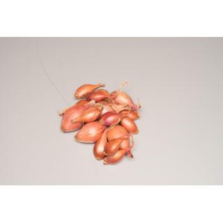 Butternut Kürbis