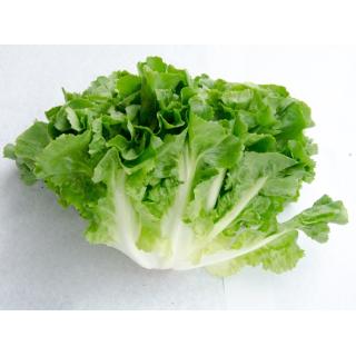 Endivien