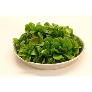 Feldsalat