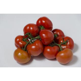 Strauchtomaten