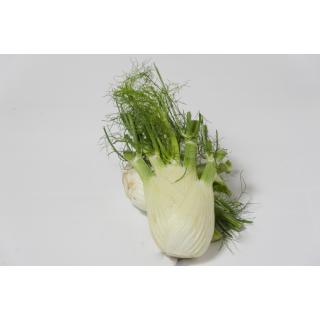 Fenchel