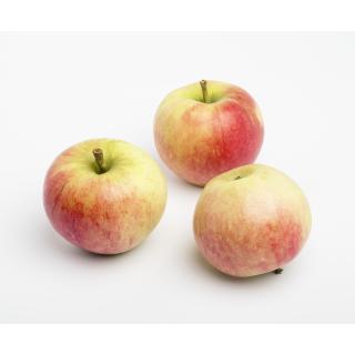 Apfel Elstar